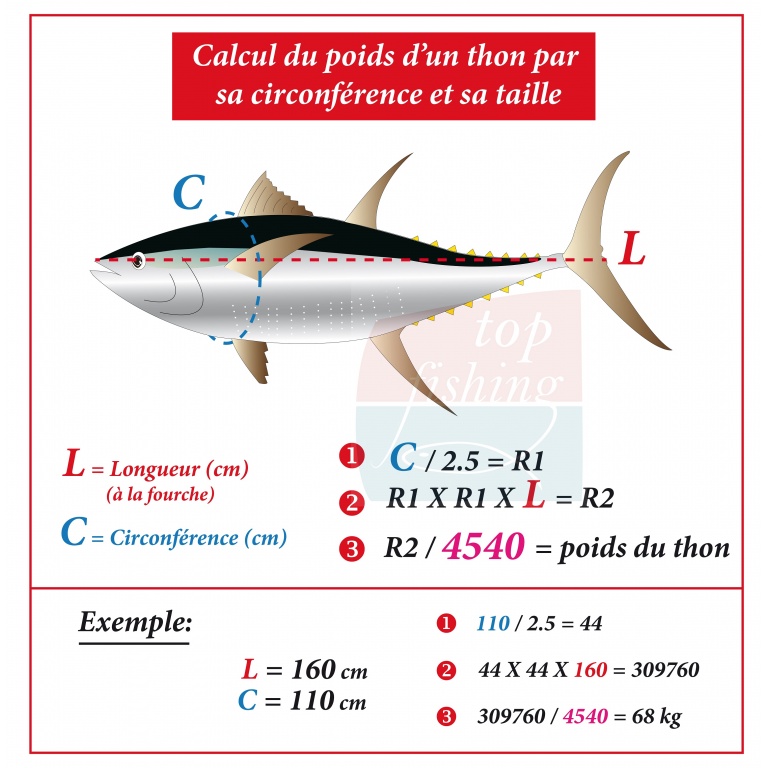 Tous les thons marqués sont mesurés pour avoir une estimation exacte du poids. Ces mesures sont notées pour le suivi du poisson doté de la balise 