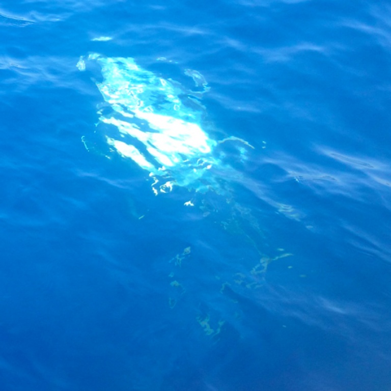 Au dessus de 40m, le thon a tendance à faire des ronds sous le bateau