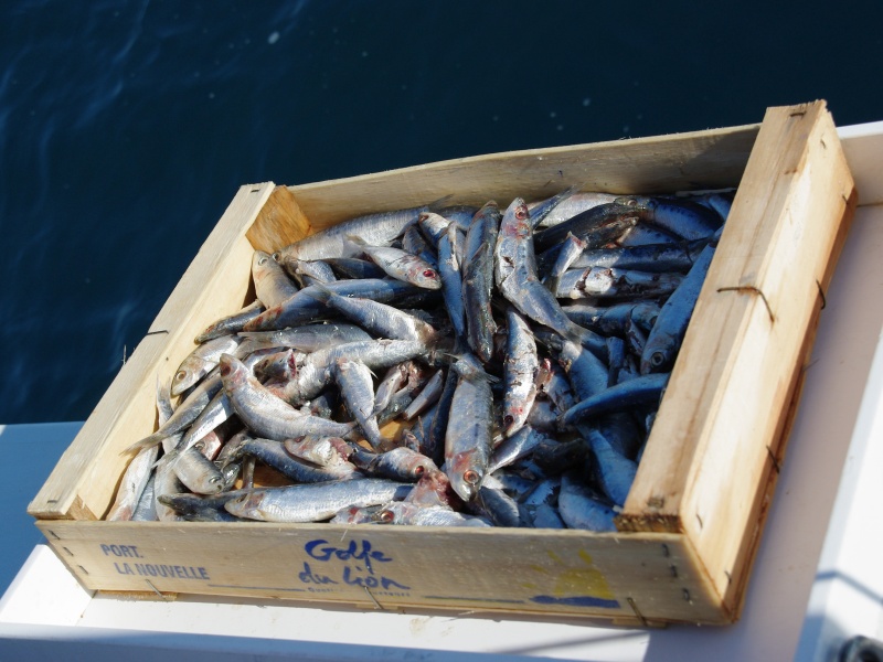 Le thon est attiré sur les appâts par le broumé constitué de morceaux de sardine