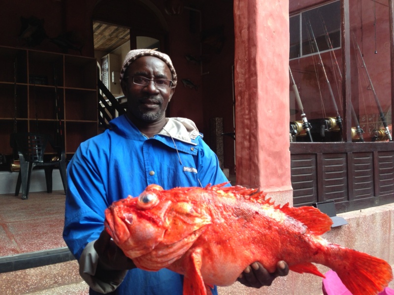 Rascasse prise au Sénégal par un client, 5,2 kgs 60 cm, pêchée à 375m de fond au large de Dakar (espèce locale)