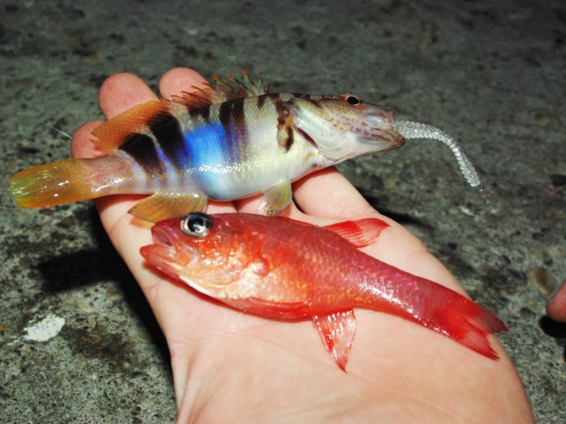 De très beau petits poissons en rockfishing