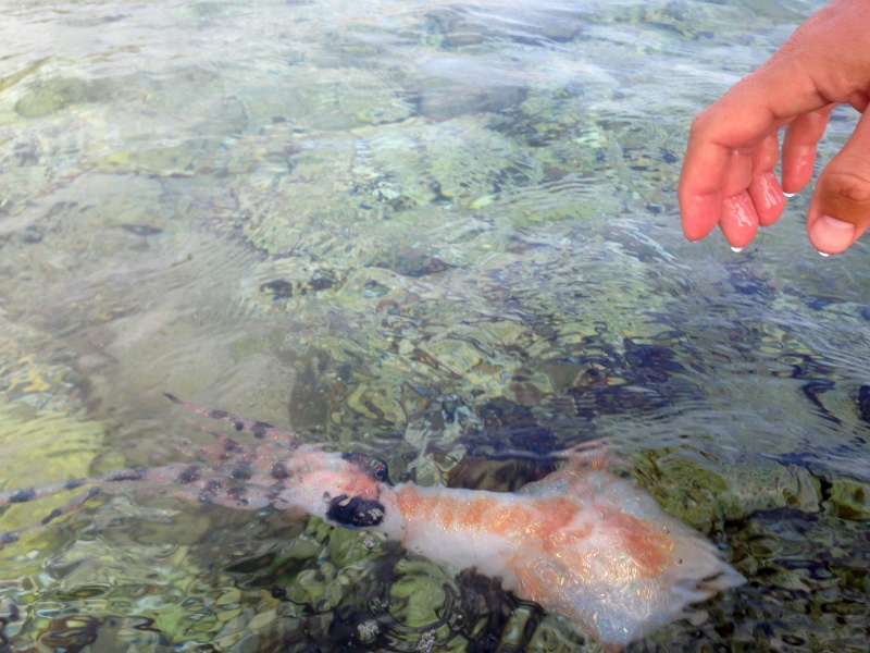 Le Krak de SquidArt malgré une énorme densité, offre une nage remarquable