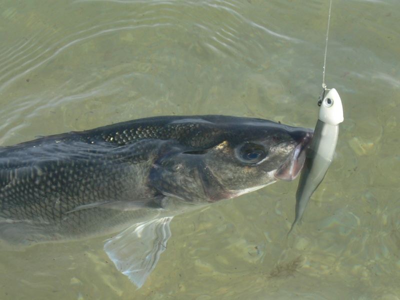 Tete skud et fin s Fish = un combo gagnant ! Tete skud et fin s Fish = un combo gagnant !