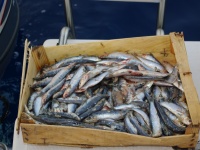 La sardine est un très bon appât pour le merlu !
