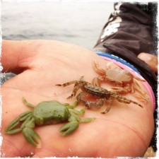 crabe-ecogear.jpg
