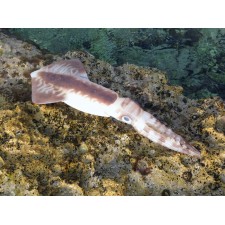 leurre-souple-top-sea-squidart-leviatan.jpg