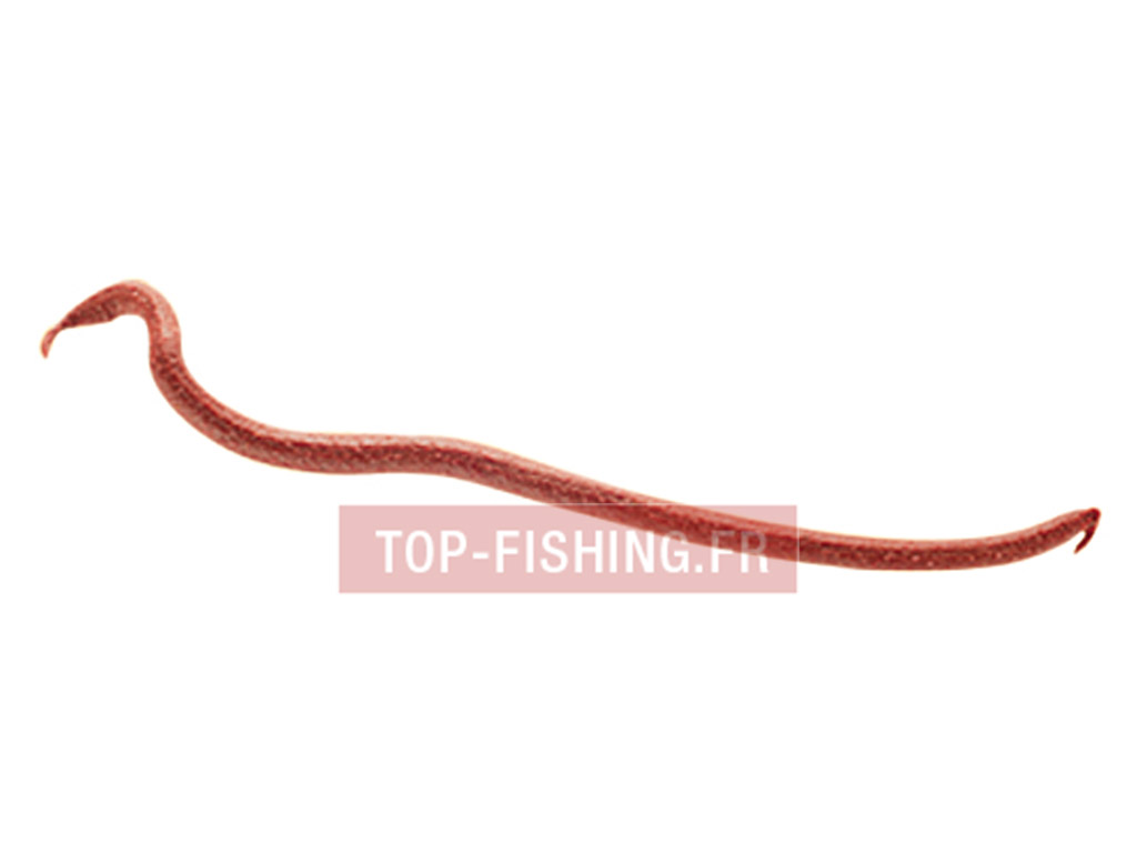 app-ots-berkley-gulp-earthworms-10-cm-1.jpg app-ots-berkley-gulp-earthworms-10-cm-1.jpg