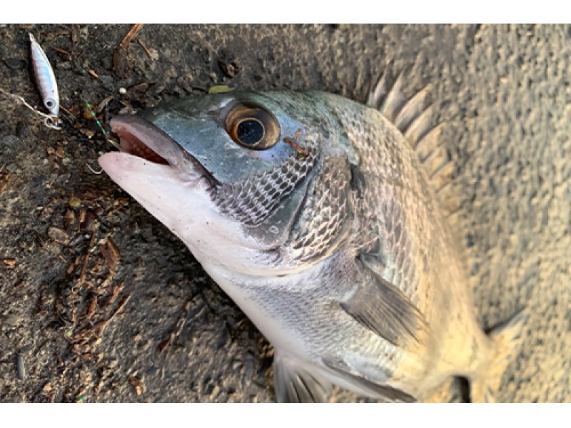 casting-jig-zeake-z-bit-20g-3.jpg