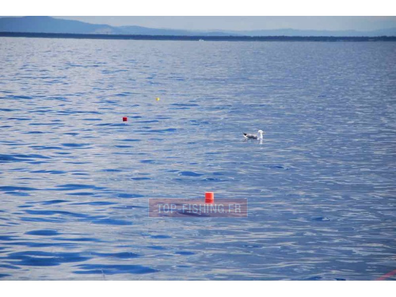 flotteur-top-game-release-tuna-plug-l-3.jpg flotteur-top-game-release-tuna-plug-l-3.jpg