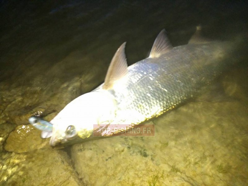 leurre-bertox-sea-bass-candy-9cm-par-3-3.jpg leurre-bertox-sea-bass-candy-9cm-par-3-3.jpg