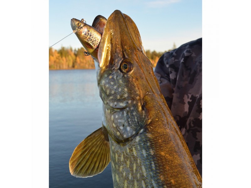 leurre-souple-arme-savage-gear-4d-spin-shad-trout-110mm-6.jpg leurre-souple-arme-savage-gear-4d-spin-shad-trout-110mm-6.jpg