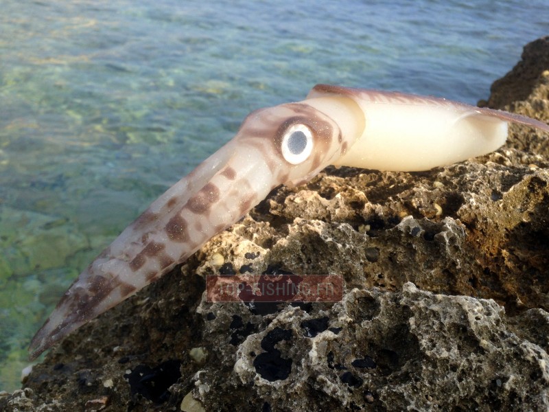 leurre-souple-top-sea-squidart-leviatan-2.jpg leurre-souple-top-sea-squidart-leviatan-2.jpg