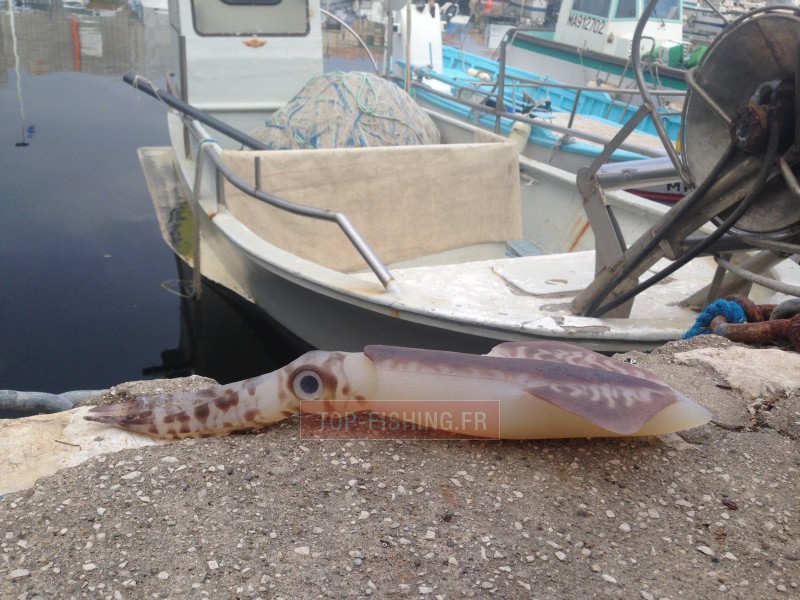 leurre-souple-top-sea-squidart-leviatan-3.jpg leurre-souple-top-sea-squidart-leviatan-3.jpg