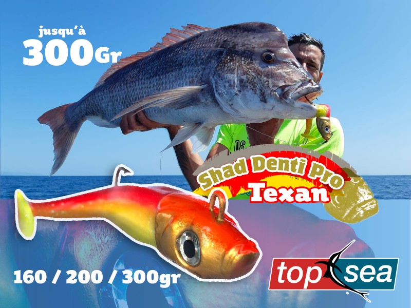 leurre-top-sea-shad-denti-pro-texan-en-peche.jpg