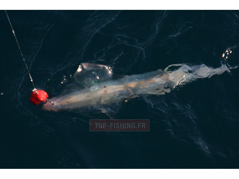 top-sea-fireball-calamar-en-peche-mer.jpg top-sea-fireball-calamar-en-peche-mer.jpg