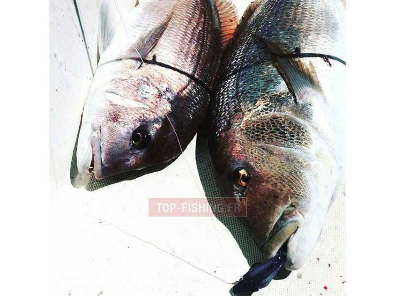 top-sea-realis-squid-lure-2.jpg