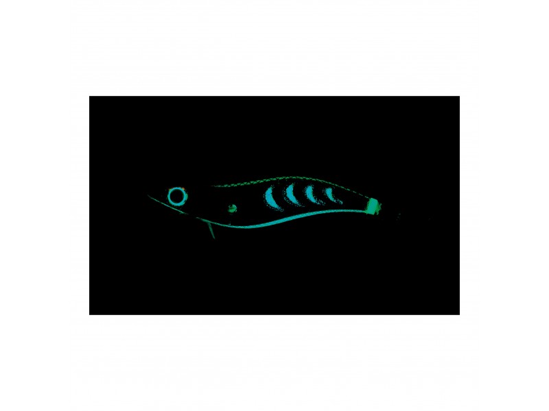 turlutte-yo-zuri-aurie-q-search-double-glow-2-5-10-5g-13-dlgl.jpg