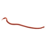 app-ots-berkley-gulp-earthworms-10-cm-1.jpg