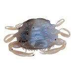 app-ots-berkley-gulp-saltwater-peeler-crab-5-cm-4-1109389.jpg