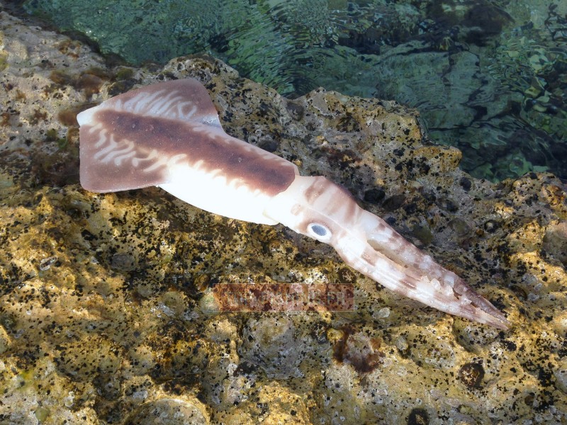 Leurre souple Top Sea SquidArt Leviatan 550gr