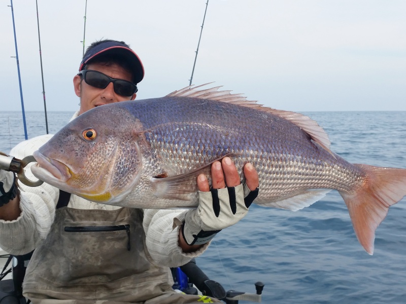 Le Grumpy Fish Glowbite est idéal pour pêcher les sparidés carnassiers tels que ce denti !