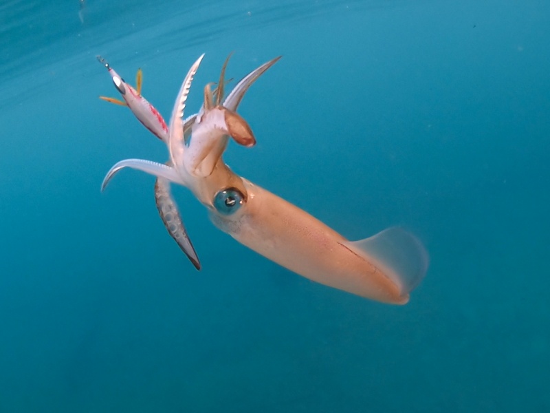Aurie-Q Search Double Glow Yo-Zuri : hyper efficace sur les calamars !