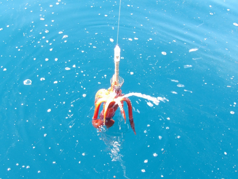 Les gros calamars rouges sont très puissants