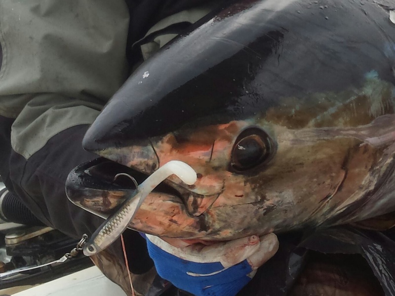 Le Bertox Natural Sardine, autrefois appelé Tinuta, est le leurre souple pour les thons sur chasse