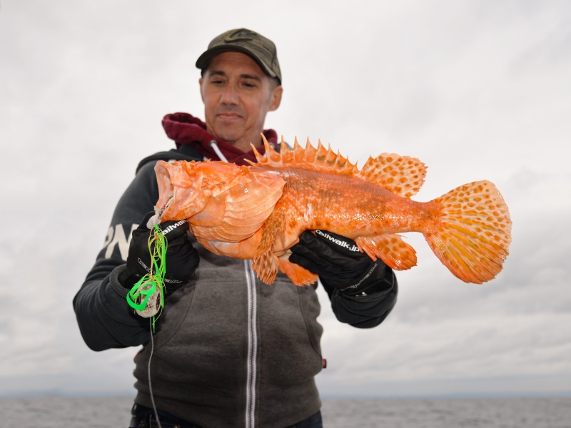 Magnifique chapon pêché avec l’Omega Slider Head X-Paragon