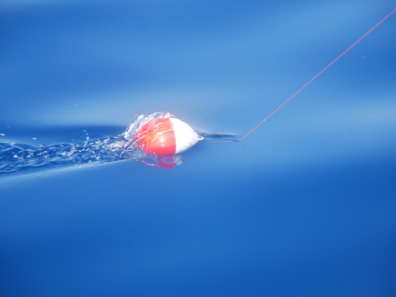 Coulissant après libération de la ligne, le flotteur release Tuna Plug Top Game sert d’indicateur au pêcheur lors du combat. Le top !