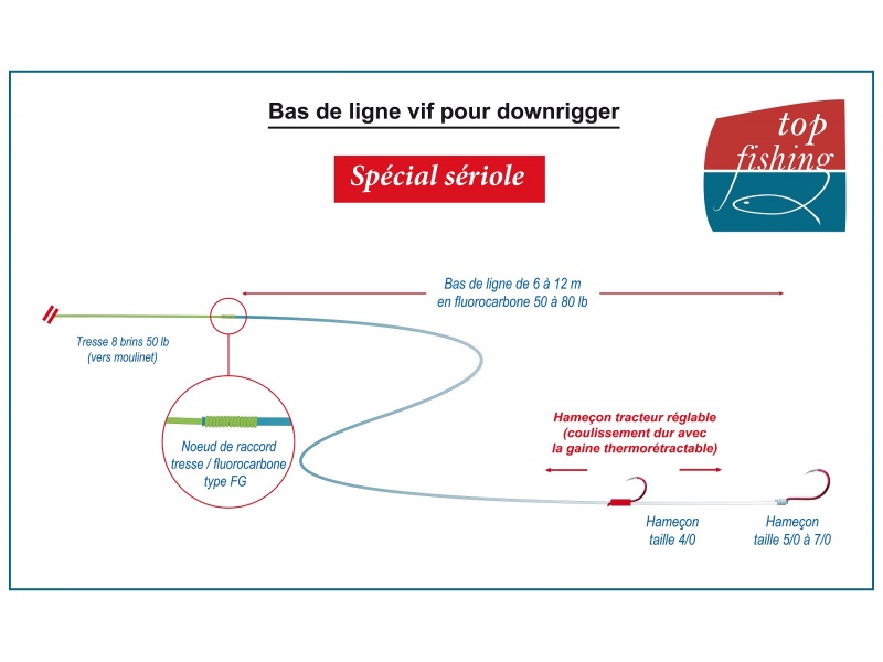 Bas de ligne vif spécial sériole  pour downrigger !