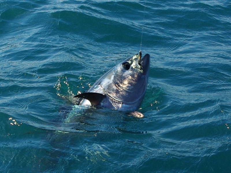 Les jigs minnows sont des leurres incontournables pour la pêche du thon sur  chasses !