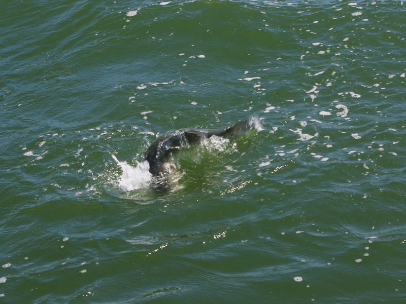 Quand les poissons refusent de monter en surface, manier canne basse le Z-Claw Evo Xorus pour qu’il nage en subsurface fait souvent la différence ! Quand les poissons refusent de monter en surface, manier canne basse le Z-Claw Evo Xorus pour qu’il nage en subsurface fait souvent la différence !