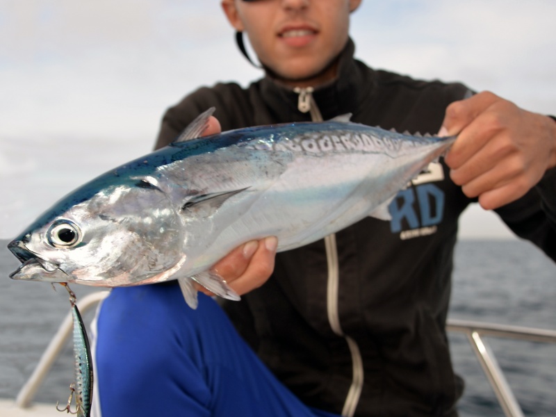 Le Ryuki Duo est un jerkbait coulant idéal pour les pêches sur chasses de bonites !