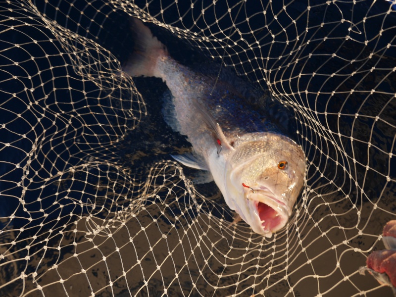 Le downrigger est certainement la technique de pêche la plus efficace pour prendre du denti ! 