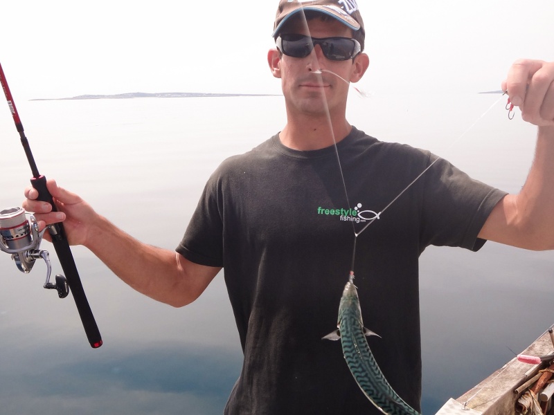 Pour pouvoir pêcher au Fireball Top Sea, un vif bien vivant constitue le meilleur appât ! Un maquereau pris avec le bas de ligne Micro larves Flashmer ! Pour pouvoir pêcher au Fireball Top Sea, un vif bien vivant constitue le meilleur appât ! Un maquereau pris avec le bas de ligne Micro larves Flashmer !