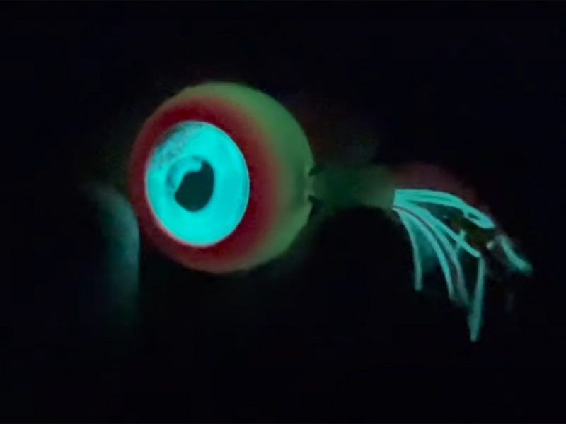 Le madaï jig / kabura Crazy Head Tunita est hyper phosphorescent !