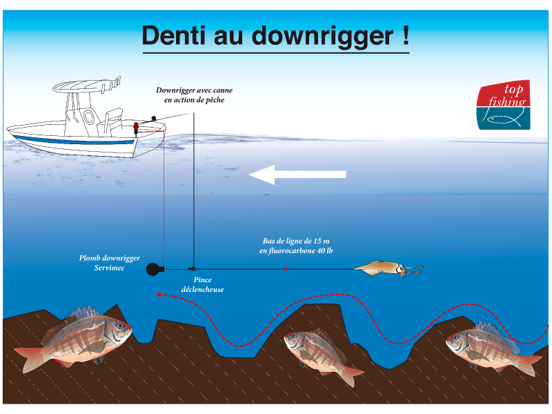 La technique du downrigger permet de traîner un vif jusqu’à 100 m de fond en suivant au plus prés les reliefs afin de pêcher les poissons benthiques tels que les dentis, les pagres, les chapons, etc.