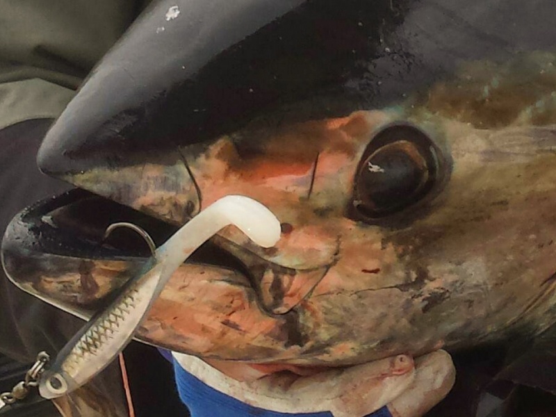 Natural Sardine Bertox