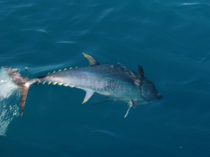 La technique de la traîne aux poissons nageurs est très efficace sur les thons !