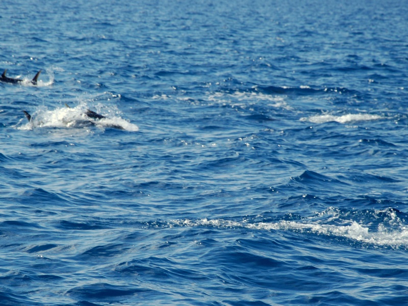 Les regroupement de mouettes qui plongent et les remous en surface indiquent une chasse !