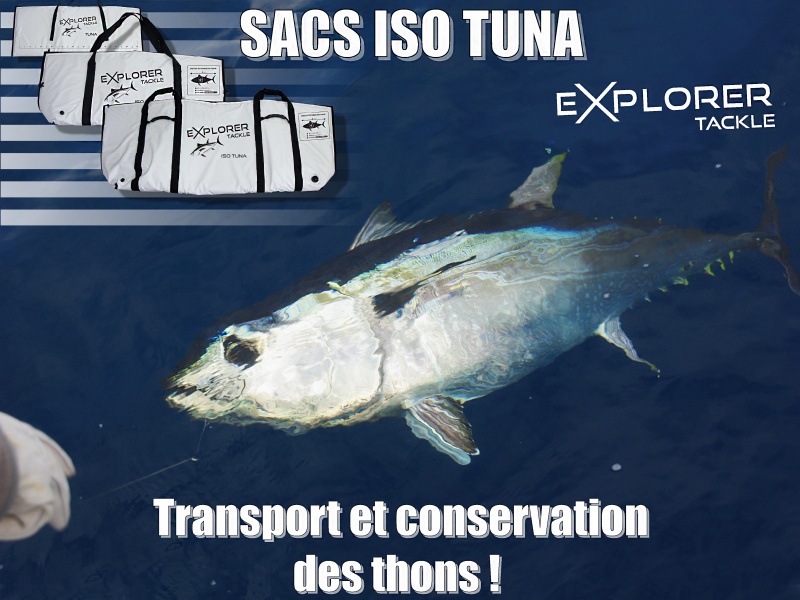 La pêche au broumé est une technique très efficace pour pêcher de beaux thons rouges ! La pêche au broumé est une technique très efficace pour pêcher de beaux thons rouges !