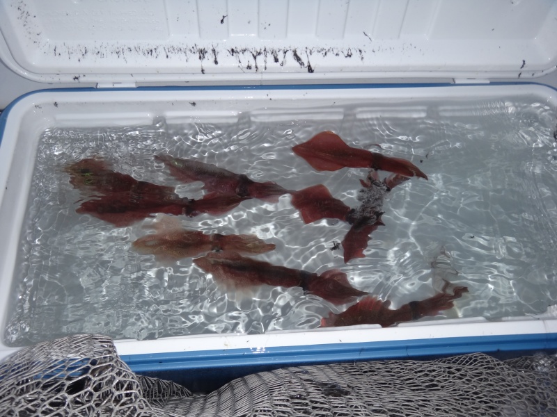 Avoir une belle réserve de calamars vivants dans le vivier permettra de pêcher au fireball toute la journée Avoir une belle réserve de calamars vivants dans le vivier permettra de pêcher au fireball toute la journée