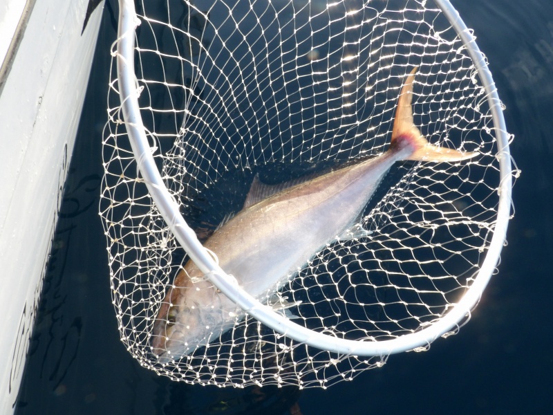 Encore une magnifique sériole prise en traine lente au downrigger !