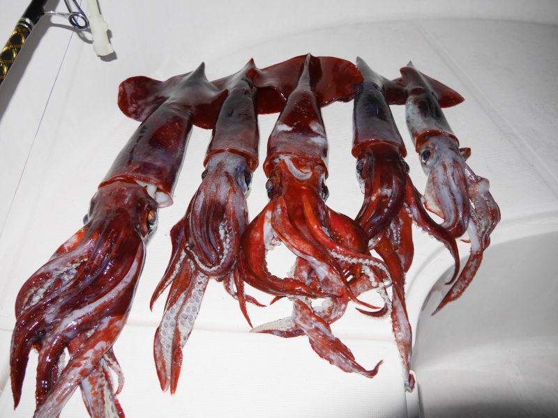 La pêche des calamars rouges dans les grands fonds peut être ultra productive ! 