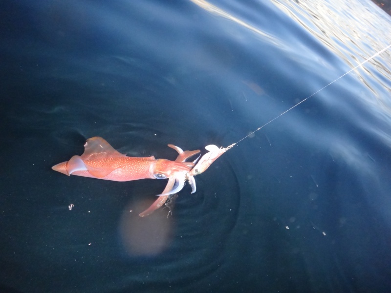 Quand le calamar arrive en surface, les risques de décrochages sont importants !