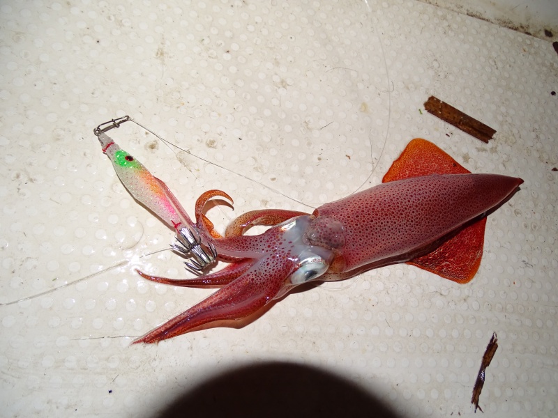Calamar pris avec une Shamallo Sea Squid