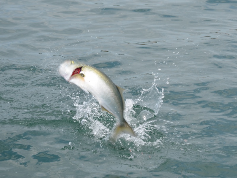 Le tassergal saute fréquemment hors de l’eau lors du combat…pour le plus grand plaisir des pêcheurs sportifs ! 