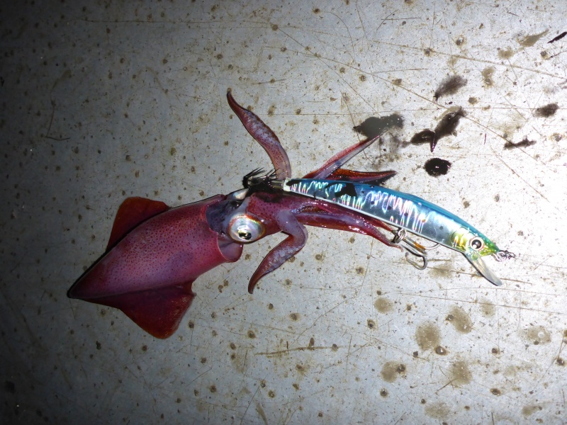 Ce petit calamar pris avec un «egi minnow » sera parfait comme vif pour de la traîne lente au downrigger