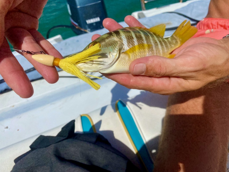 Le plaisir de pêcher, c'est pas seulement les poissons trophées, mais aussi faire des petites prises sympathiques du bord